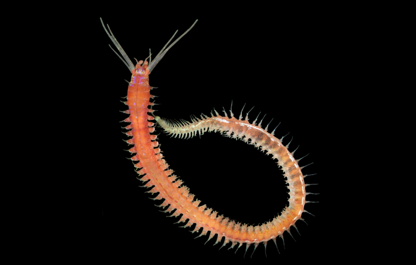 Marine Segmented Worms Marine Segmented Worms